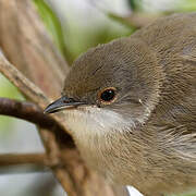 Sardinian Warbler