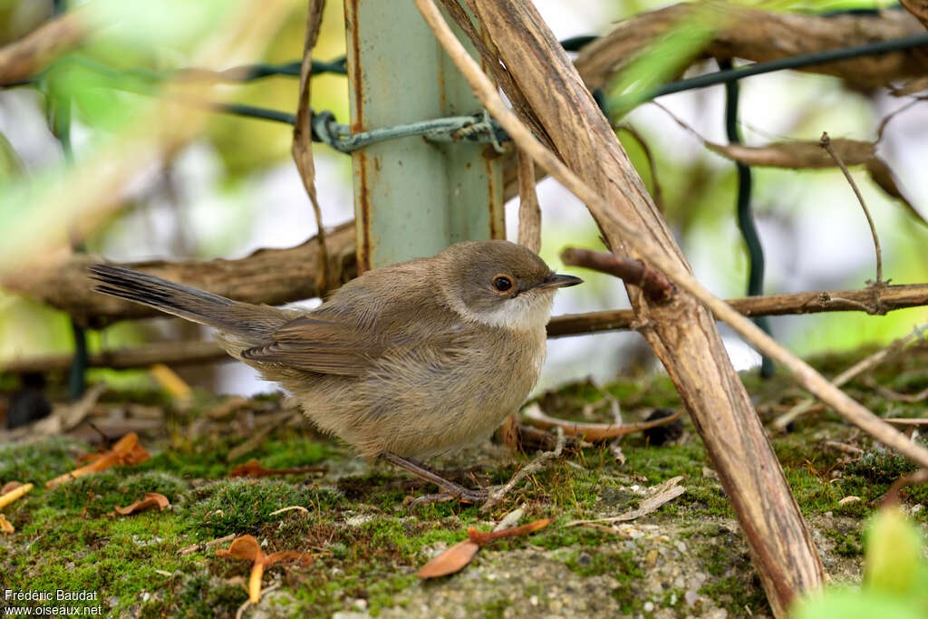 Sardinian Warblerjuvenile, identification