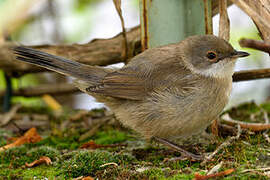 Sardinian Warbler