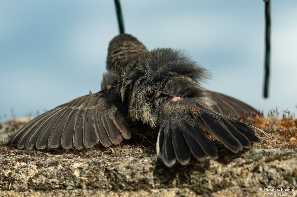 Sardinian Warblerjuvenile, Behaviour