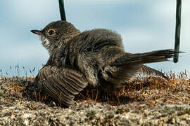 Sardinian Warbler