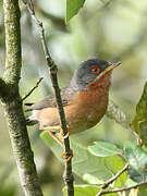 Western Subalpine Warbler