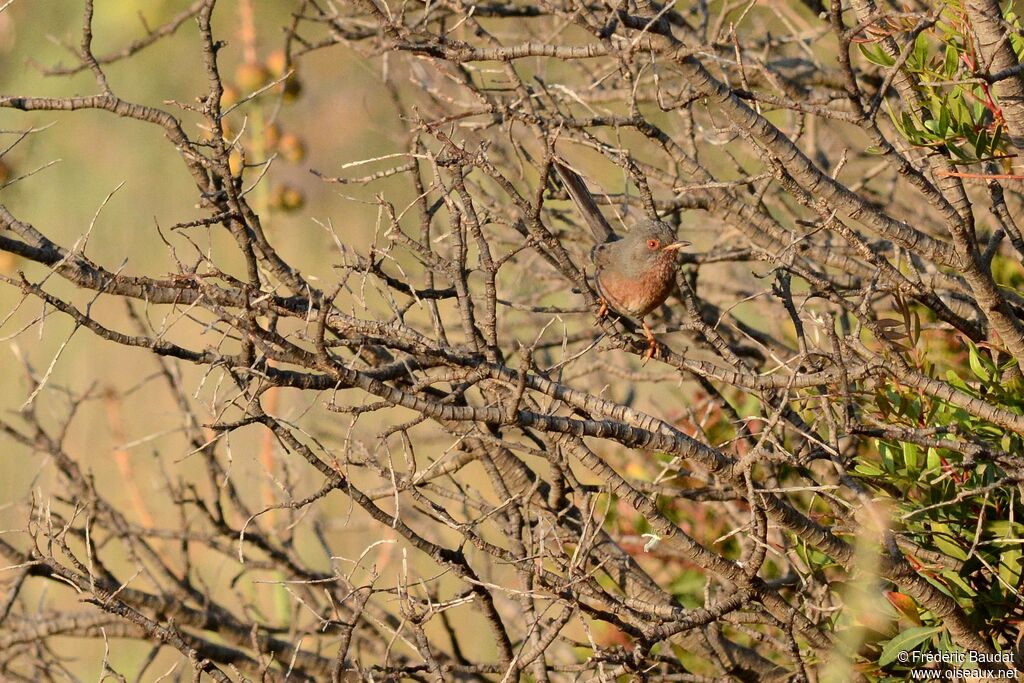 Dartford Warbleradult, identification