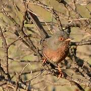 Dartford Warbler