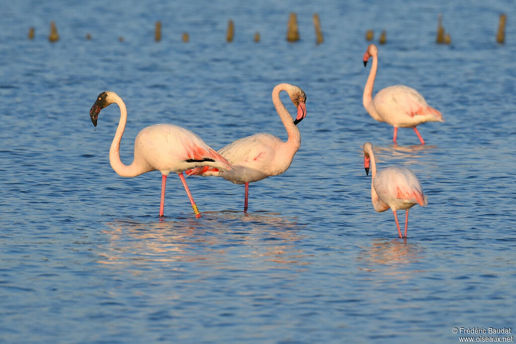 Greater Flamingoadult