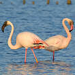 Flamant rose