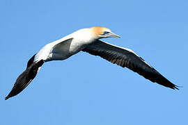 Australasian Gannet