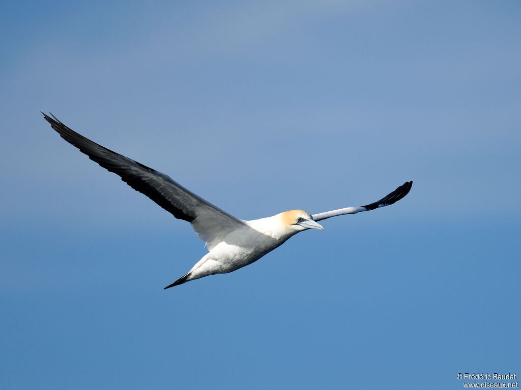 Australasian Gannetadult, Flight