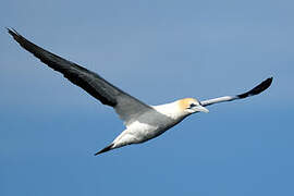 Australasian Gannet