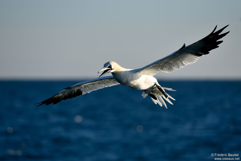 Northern Gannetadult, Flight