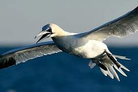 Northern Gannet