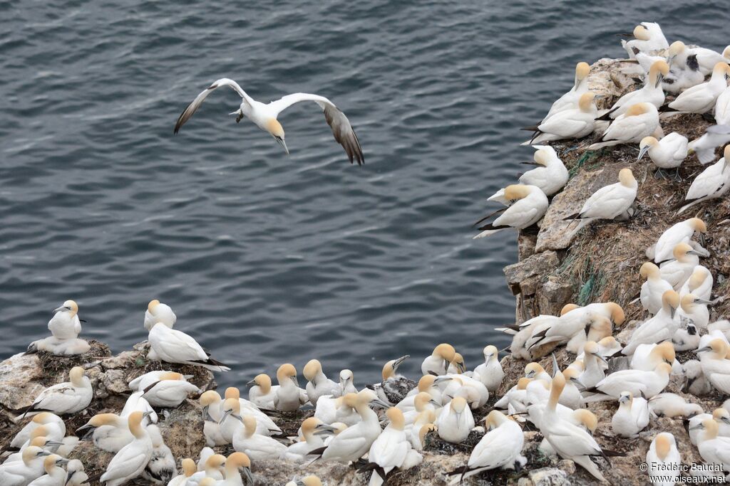 Northern Gannet, habitat, Flight, Reproduction-nesting