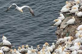 Northern Gannet