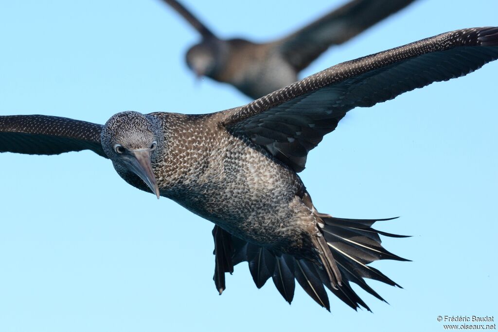 Northern GannetFirst year, Flight