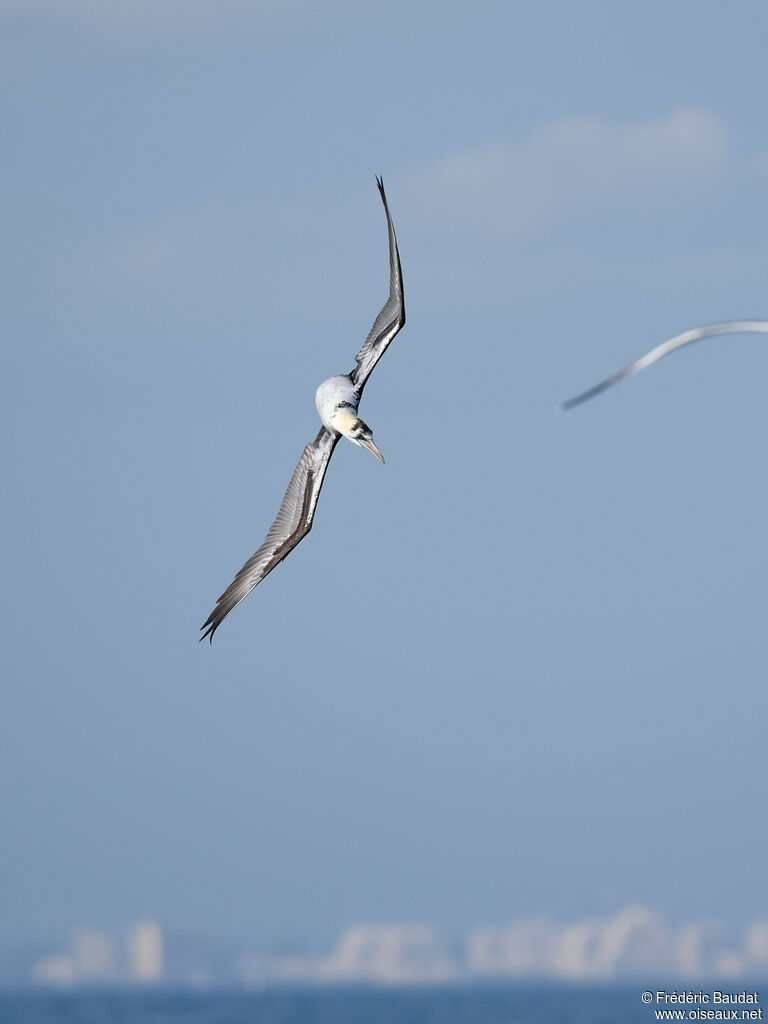 Fou de Bassan3ème année, Vol, pêche/chasse