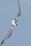 Northern Gannet