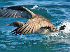 Northern Gannet