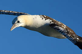 Northern Gannet