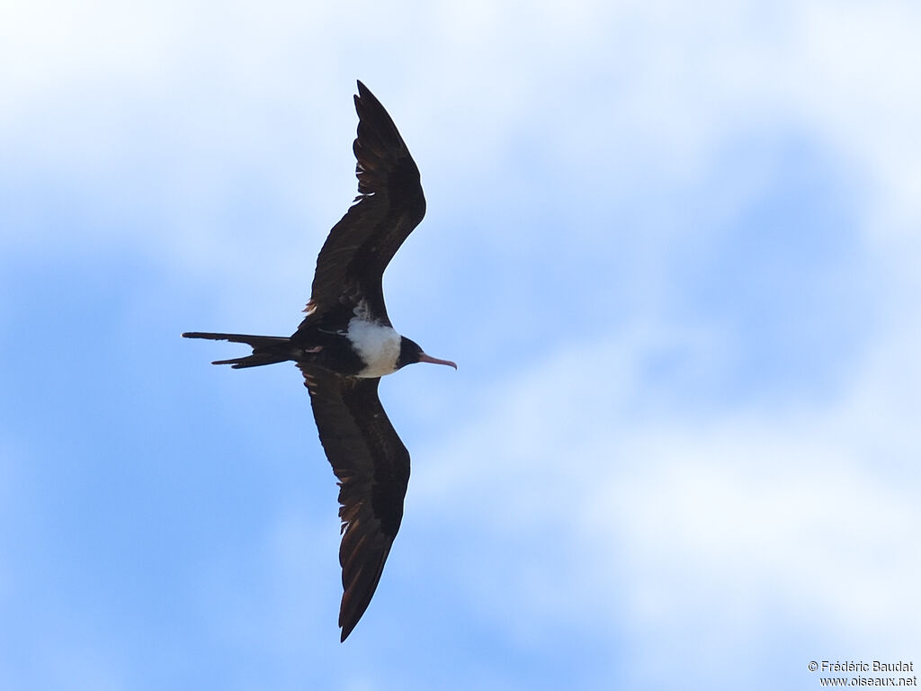 Lesser Frigatebird female adult, Flight