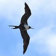 Lesser Frigatebird