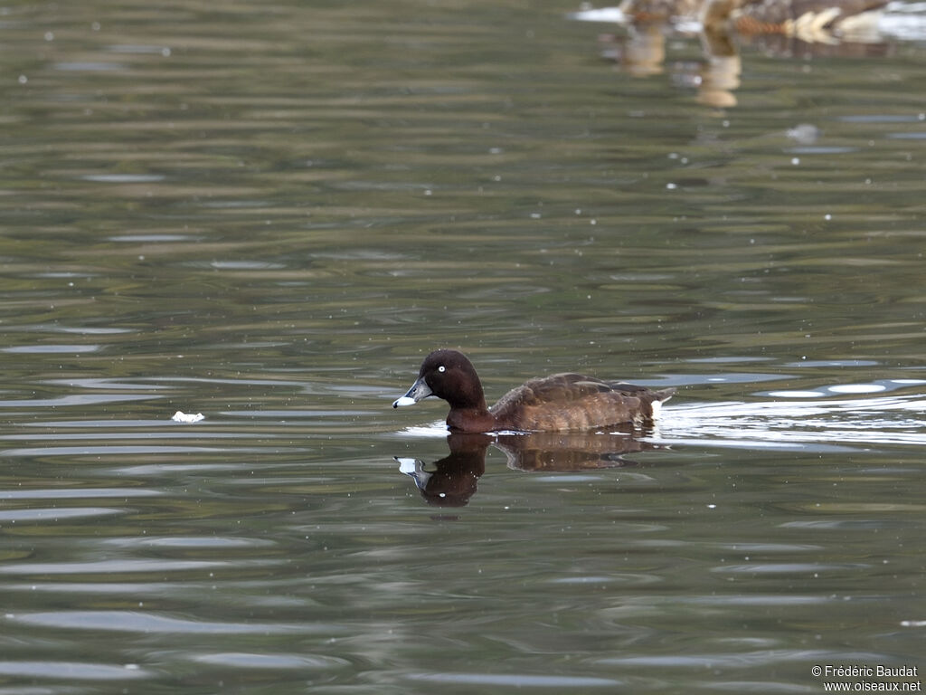 Hardhead male adult, swimming