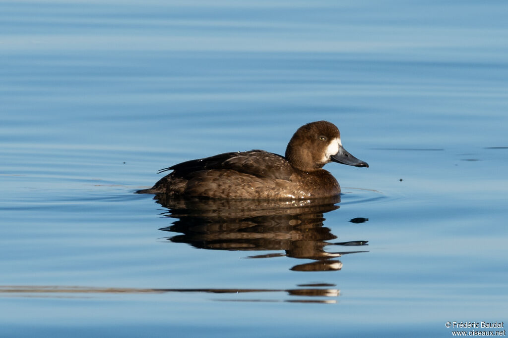 Greater Scaup female First year, swimming