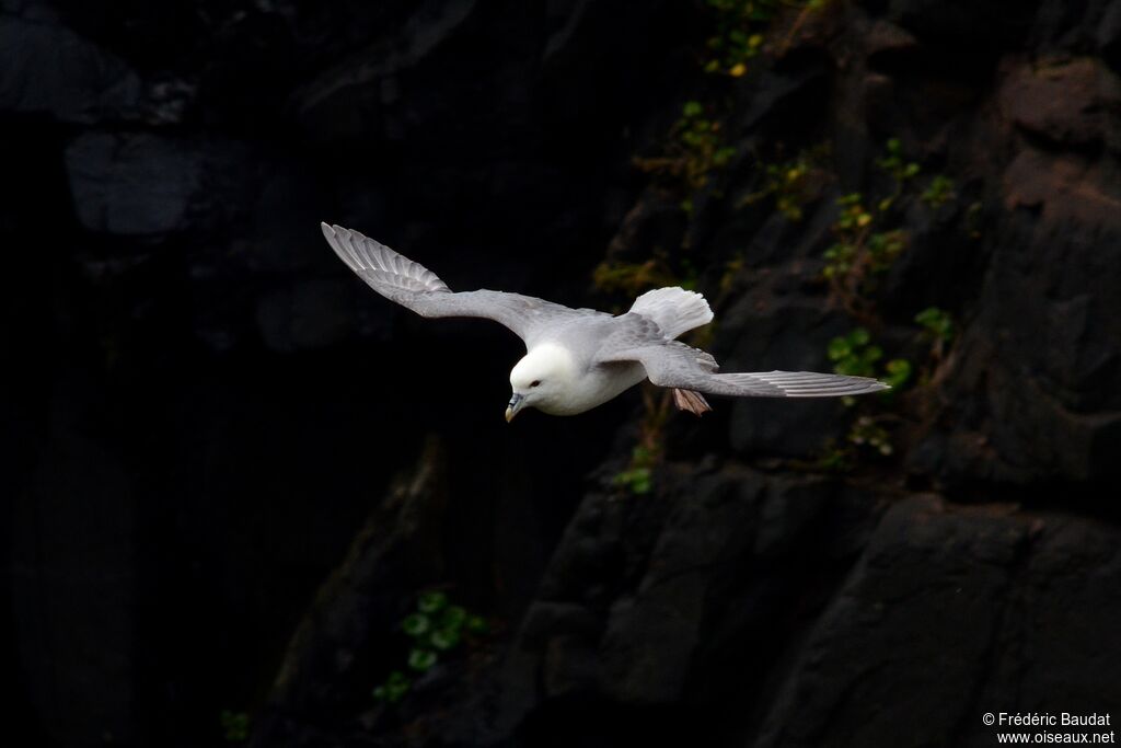 Fulmar boréaladulte, Vol