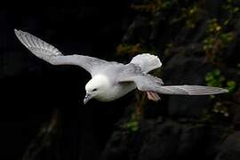 Fulmar boréal