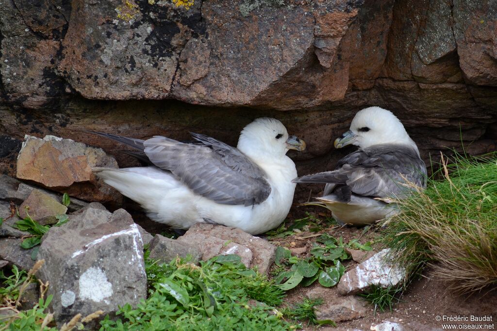 Northern Fulmaradult, Reproduction-nesting