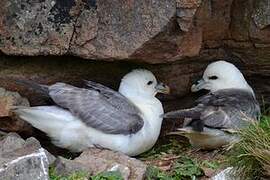 Northern Fulmar