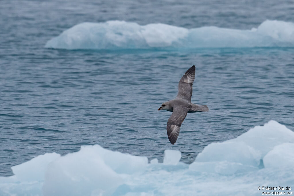 Northern Fulmaradult, Flight