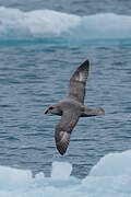 Northern Fulmar