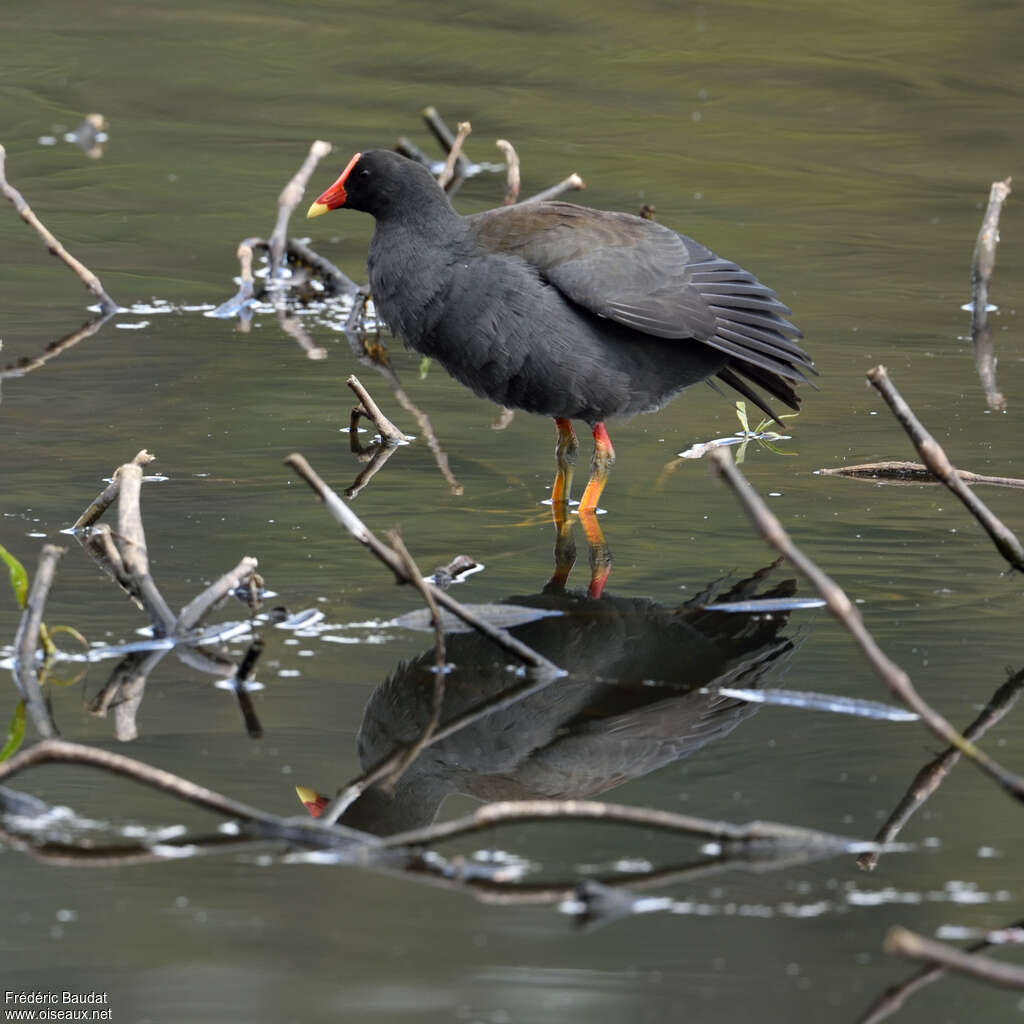 Gallinule sombreadulte