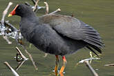 Gallinule sombre