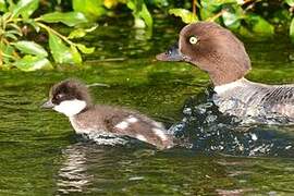 Barrow's Goldeneye