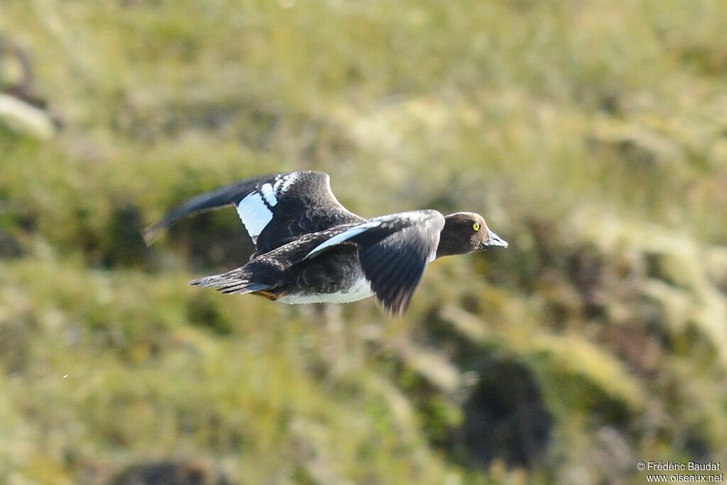 Barrow's Goldeneye female adult, Flight