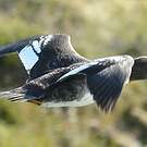 Garrot d'Islande