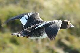 Barrow's Goldeneye