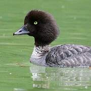 Barrow's Goldeneye