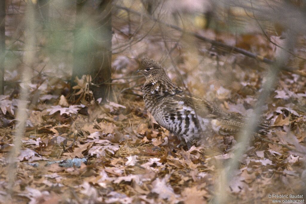 Gélinotte huppéeadulte, identification, camouflage