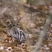 Ruffed Grouse