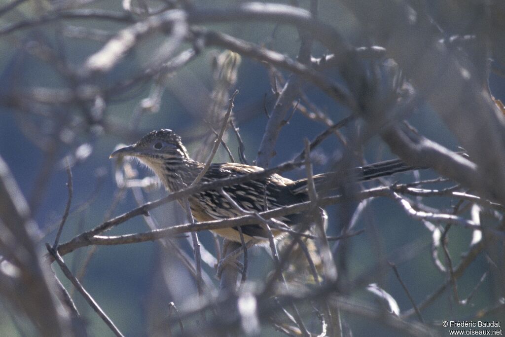 Lesser Roadrunneradult, identification