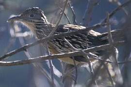 Lesser Roadrunner