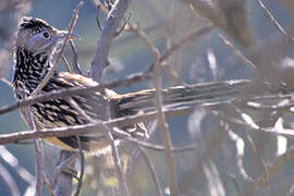 Lesser Roadrunner