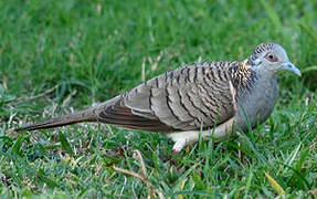 Bar-shouldered Dove