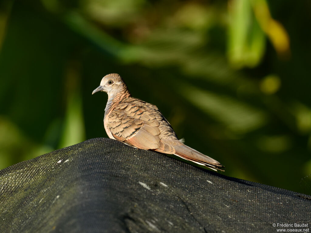 Bar-shouldered Doveadult