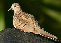 Bar-shouldered Dove