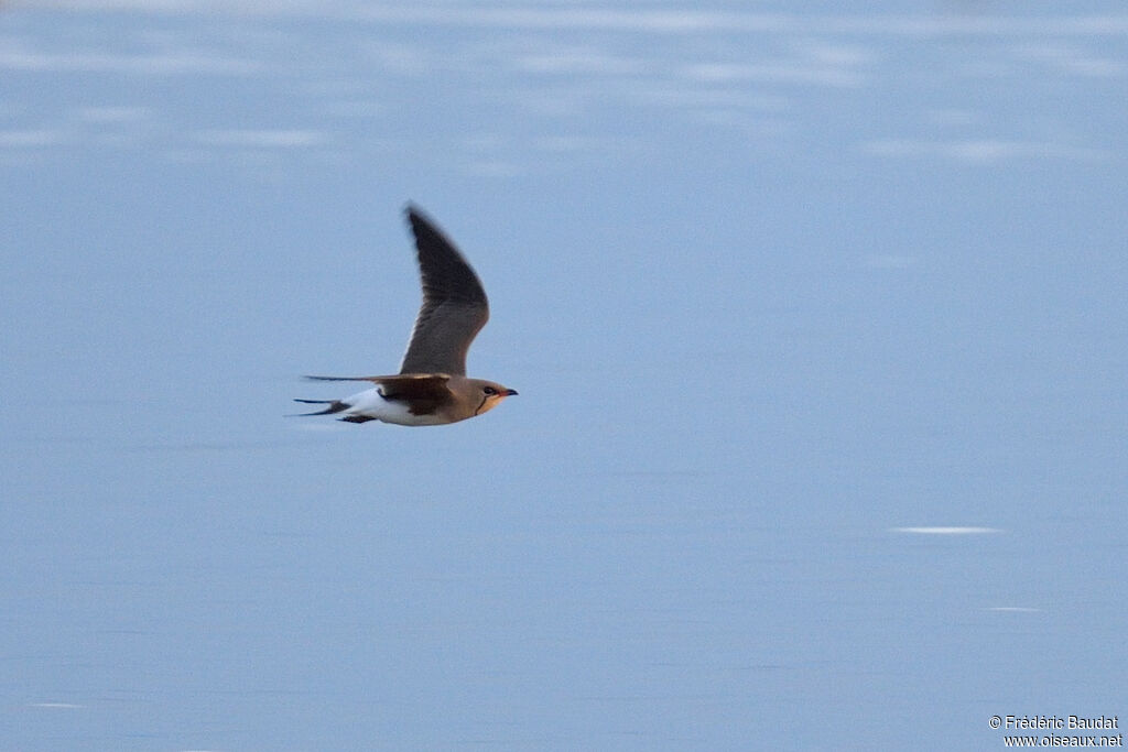 Collared Pratincoleadult breeding, Flight