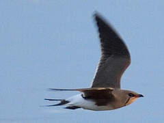 Collared Pratincole