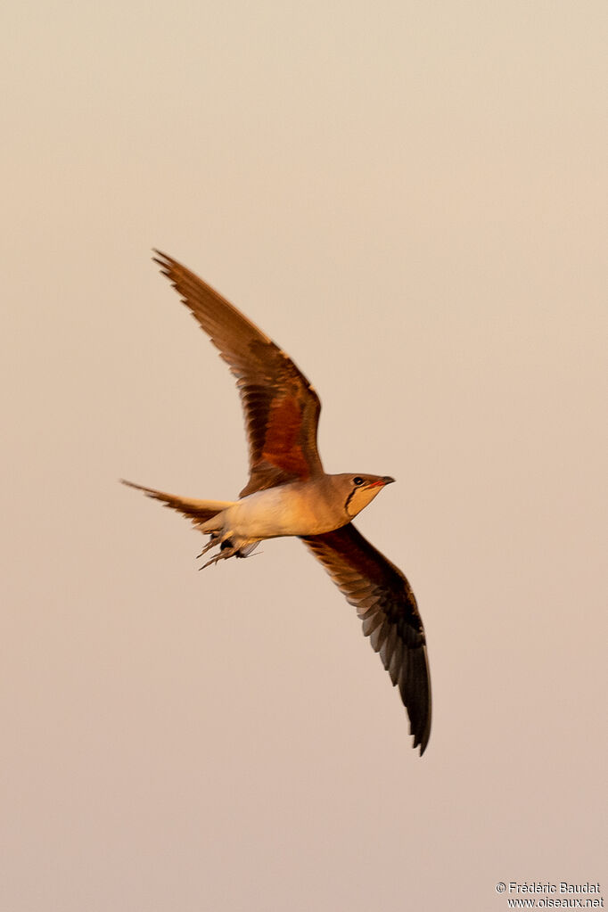 Collared Pratincoleadult breeding, Flight